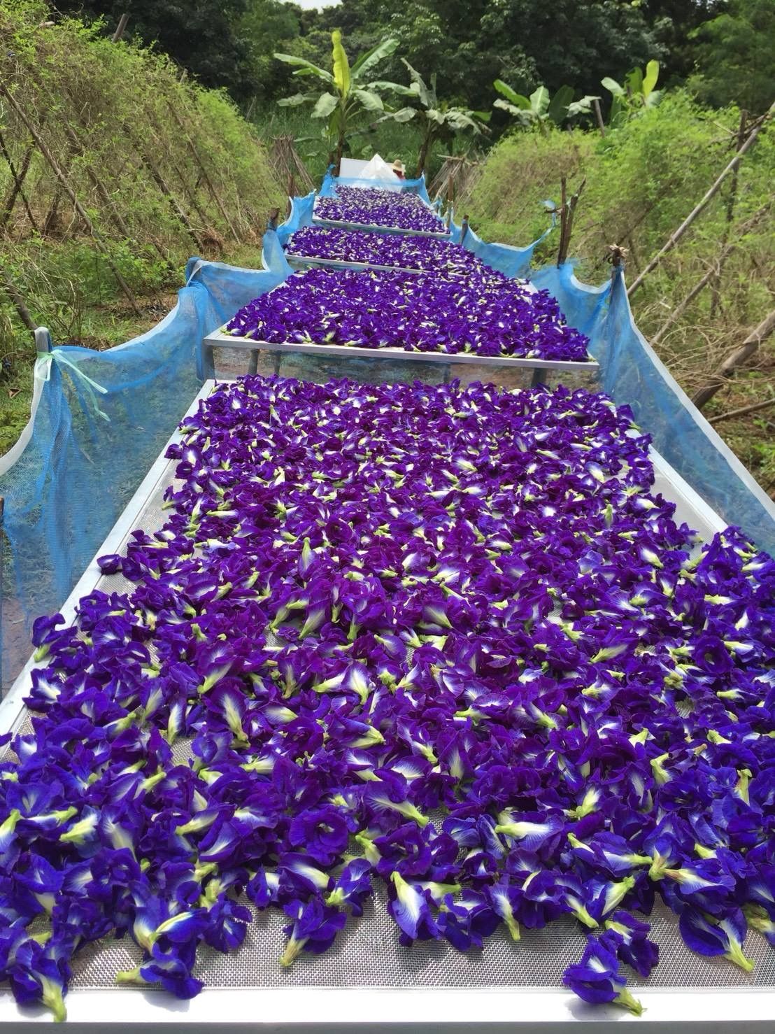 Corporate Social Responsibility butterfly pea flower