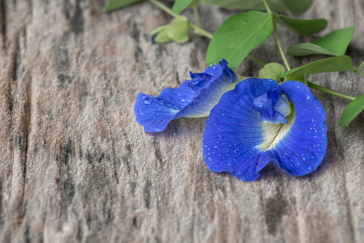 Butterfly Pea Flower Products